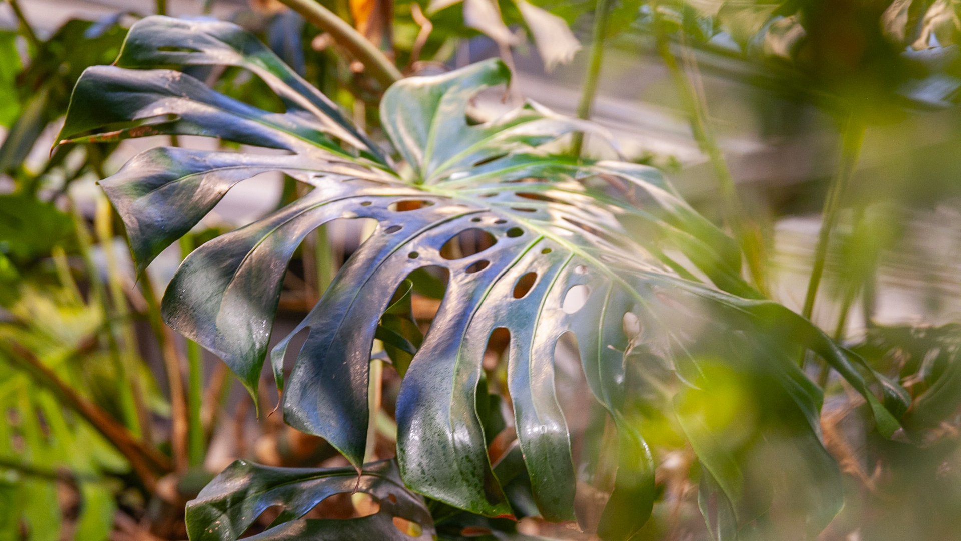 Plantez vos bonnes résolutions
