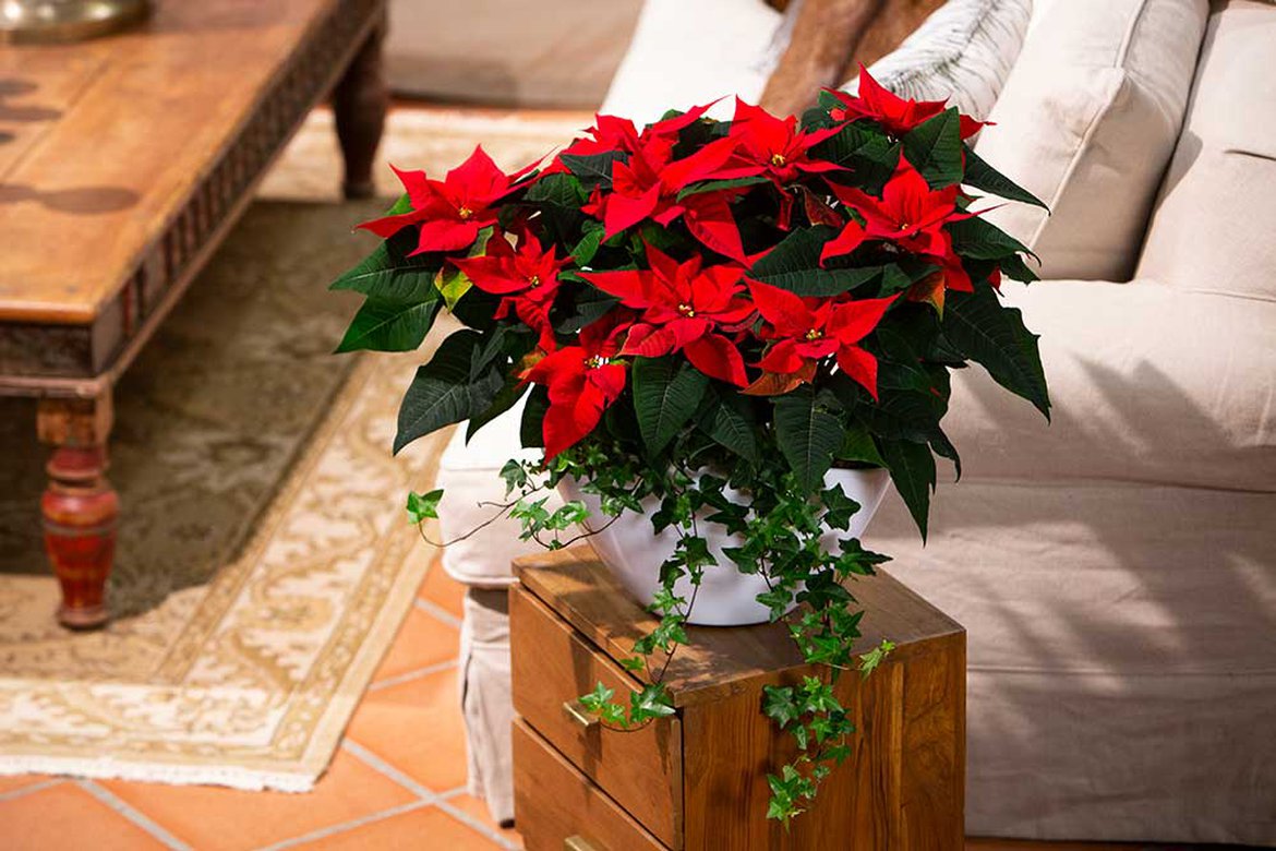 Poinsettia - Belle décoration dans votre salon