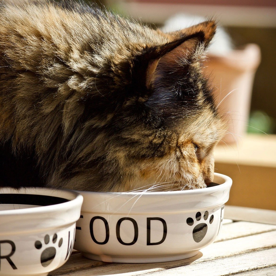 Boutique en ligne - Alimentation pour chats - Animalerie