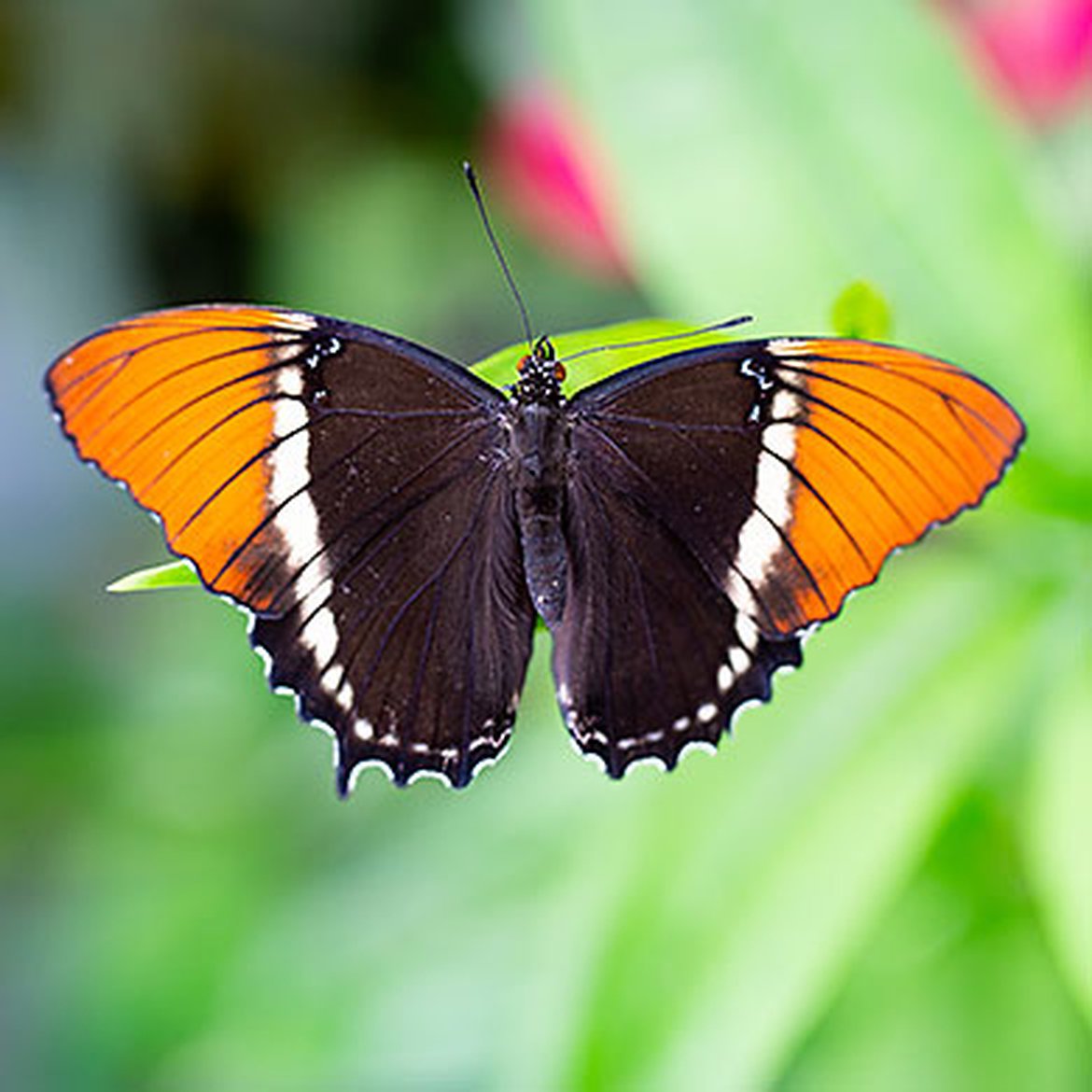 Papillon Siproeta epaphus