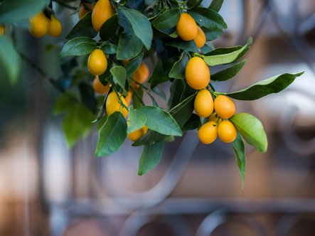 Kumquat