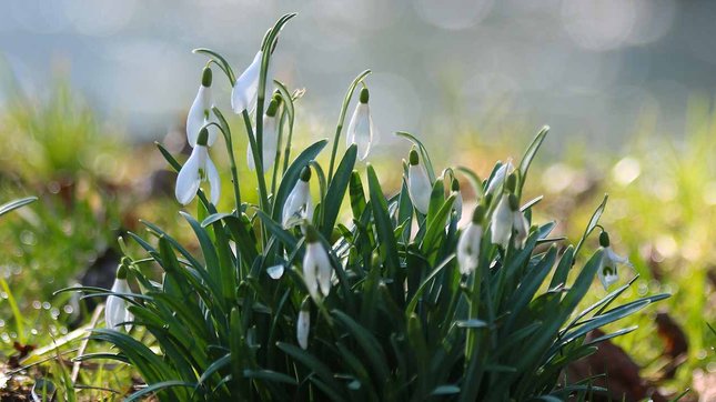 Planter des bulbes d’automne : les bons gestes et les bons outils