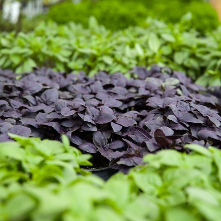 Aromatiques et potager