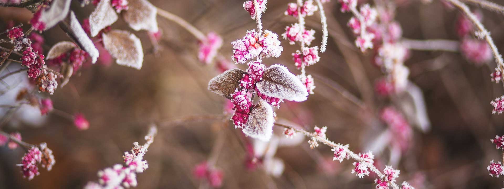 Protéger ses plantes en pots pour la saison froide