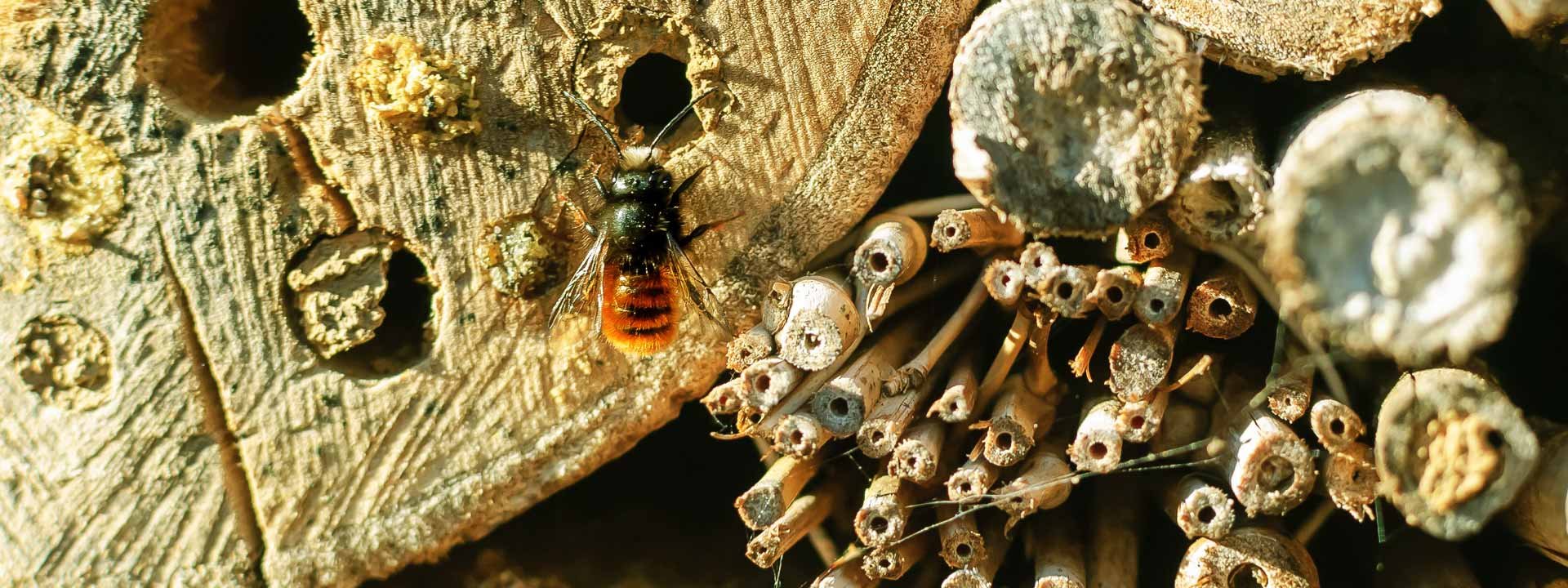 Comment favoriser la venue des insectes utiles dans votre jardin ?