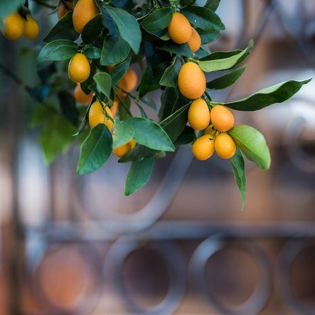 Jardin méditerranéen