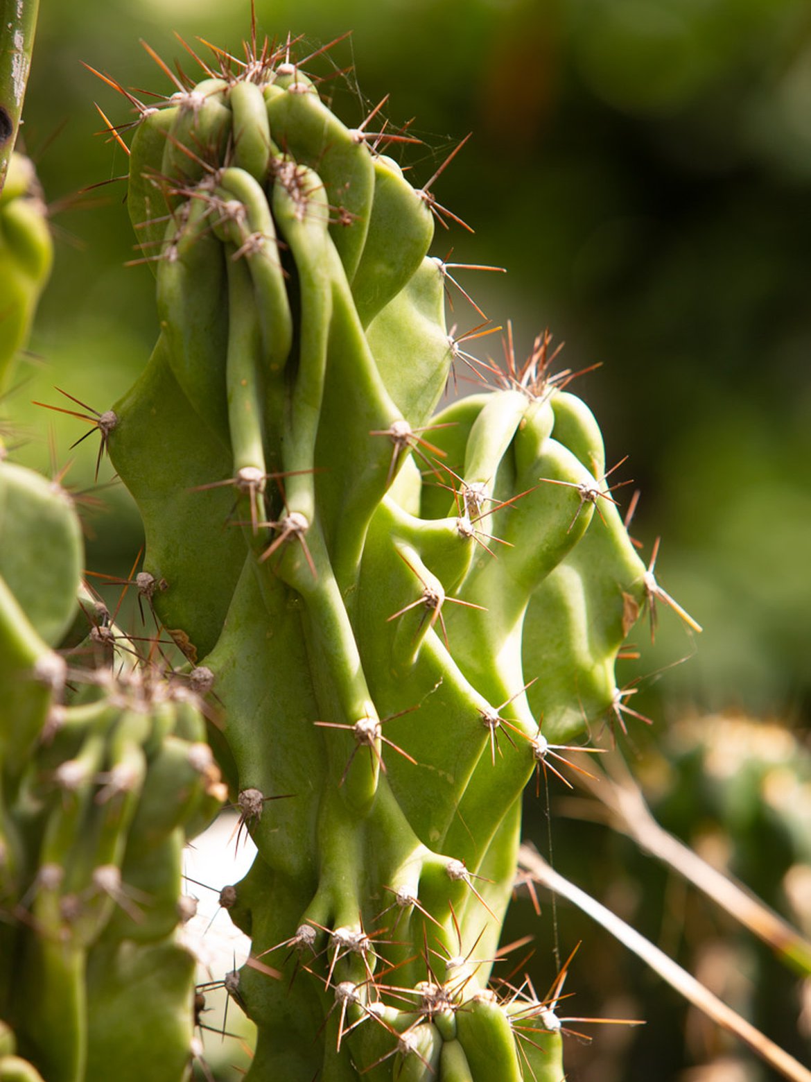 Cactus - Plantes exotique et végétaux chaud - Inspirations végétales du magazine Schilliger 2022