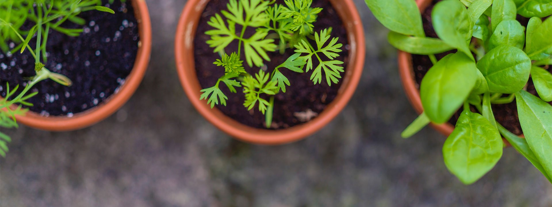 Comment conserver ses plantes aromatiques ?