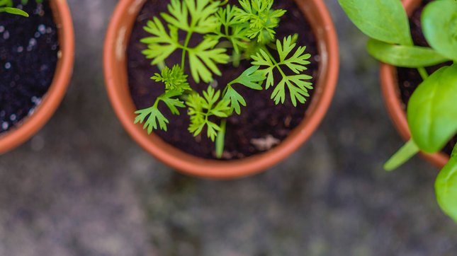 Comment conserver ses plantes aromatiques ?