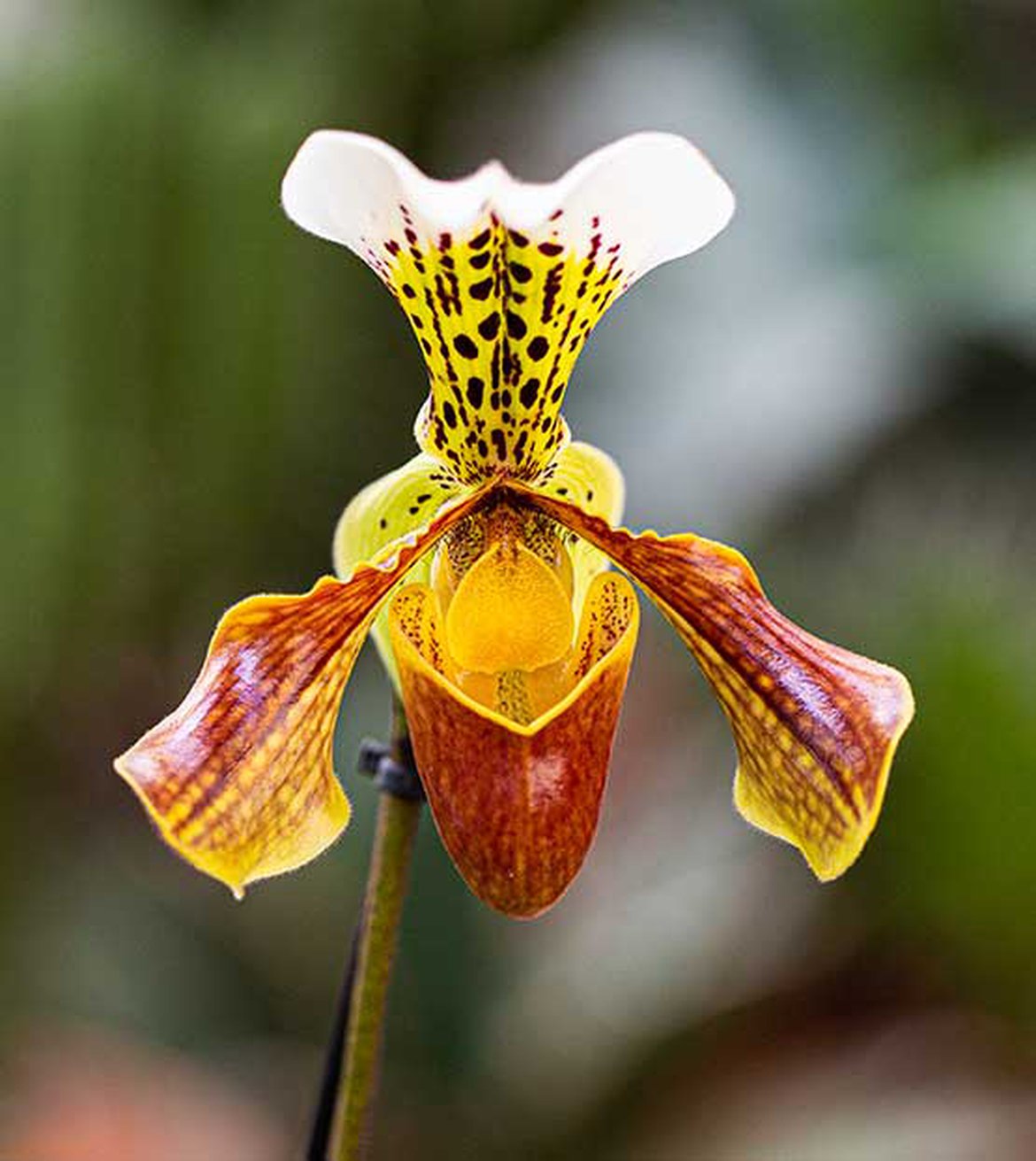 Orchidee sabot de vénus