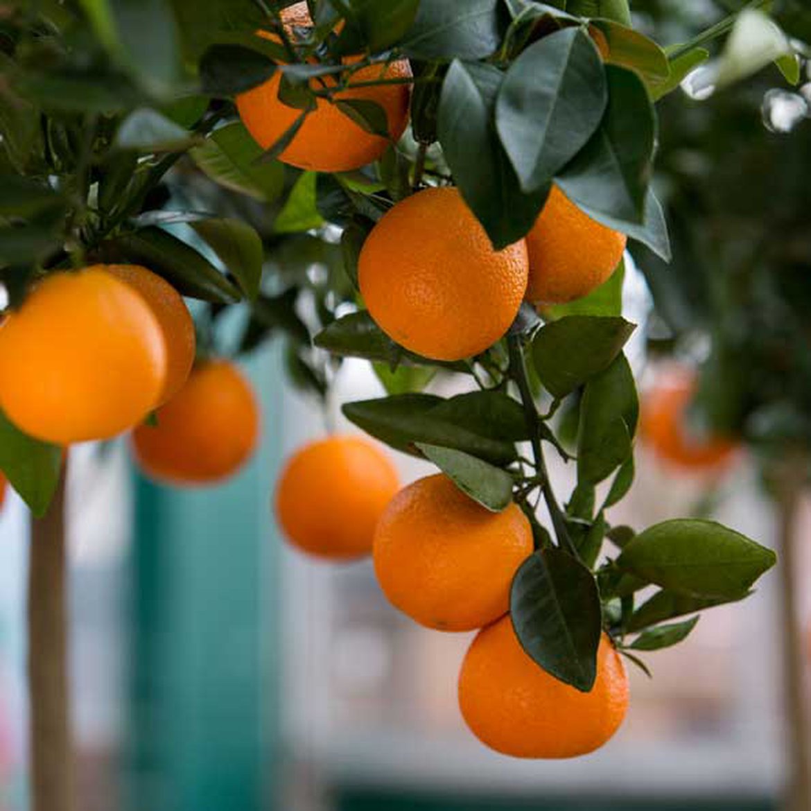 Oranger (citrus sinensis)