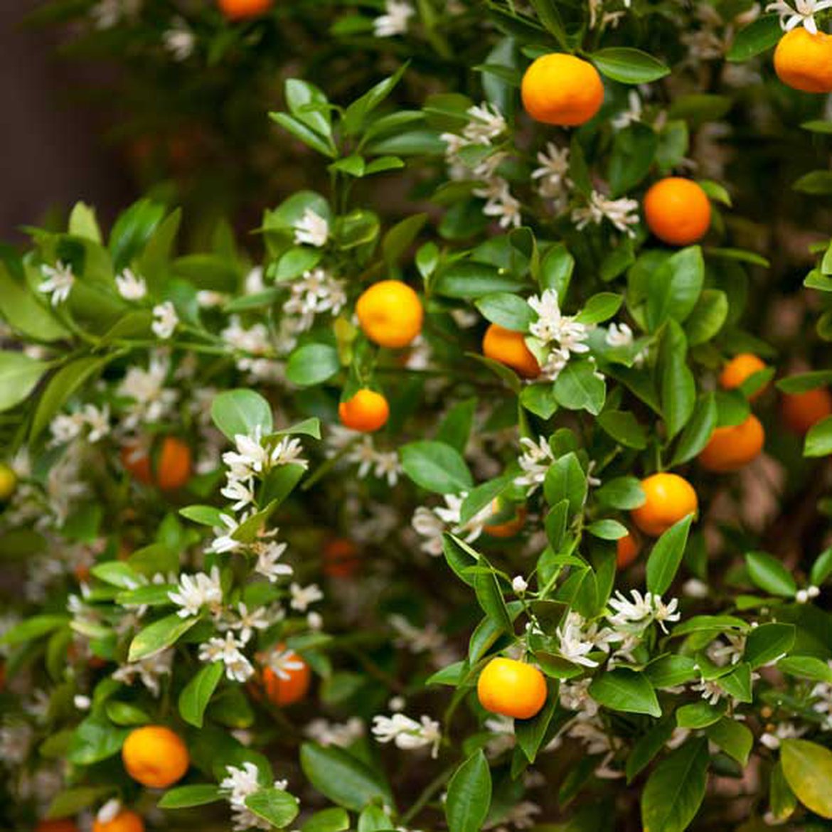 Calamondin (citrus mitis)