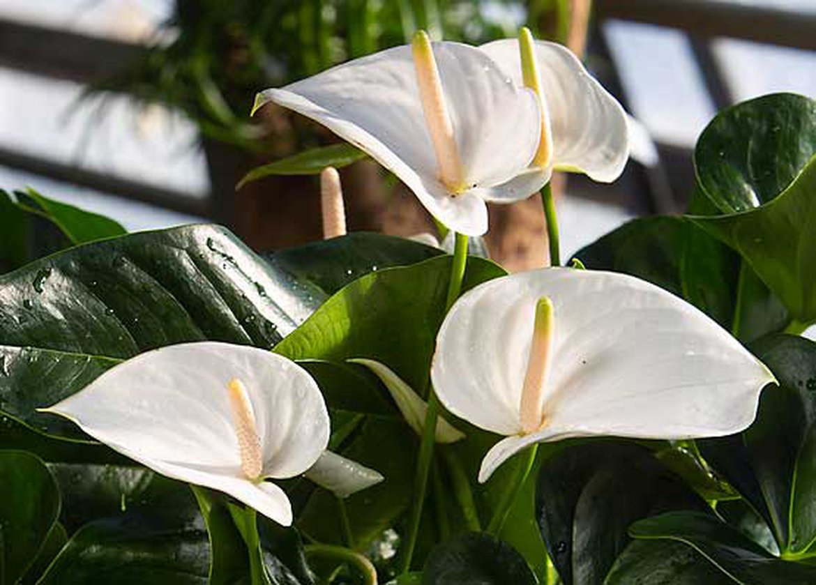 Anthurium white blanc