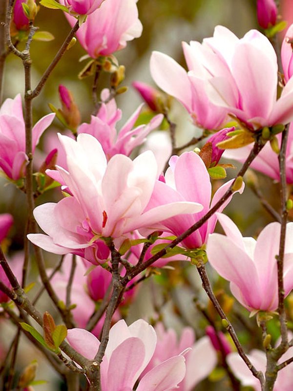 Magnolias, quelle variété choisir, arbre, floraison | Schilliger