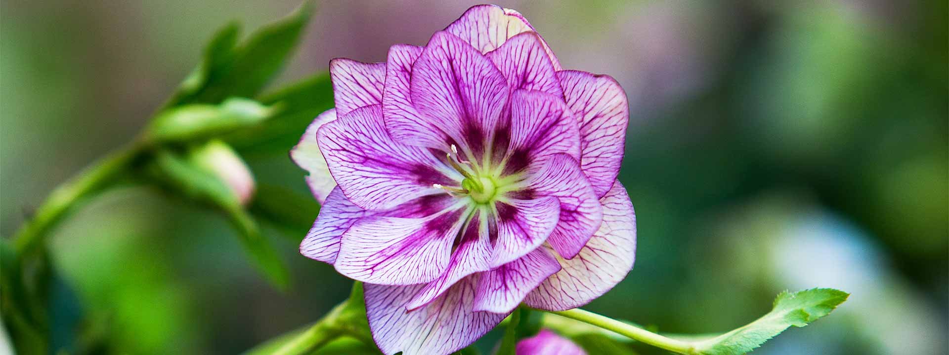 Fleurissez vos jardins avec des Hellébores