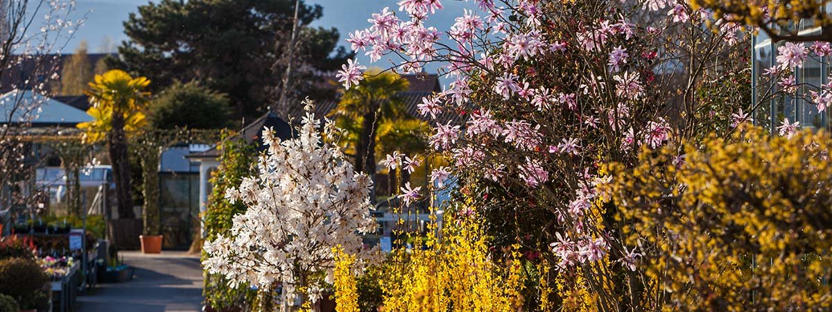 Plantez vos arbres et arbustes au printemps