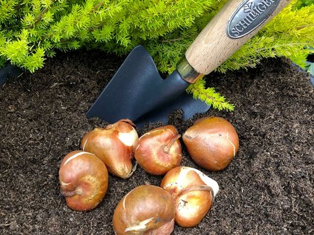 Planter des bulbes d’automne : les bons gestes et les bons outils