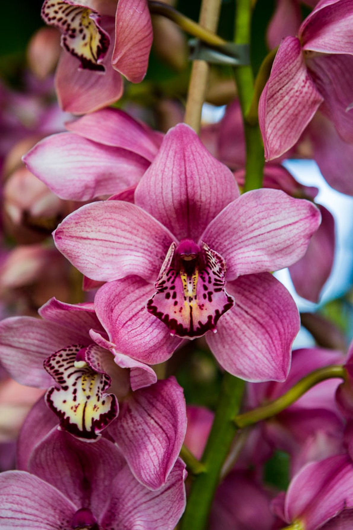 Orchidée - Cymbidium