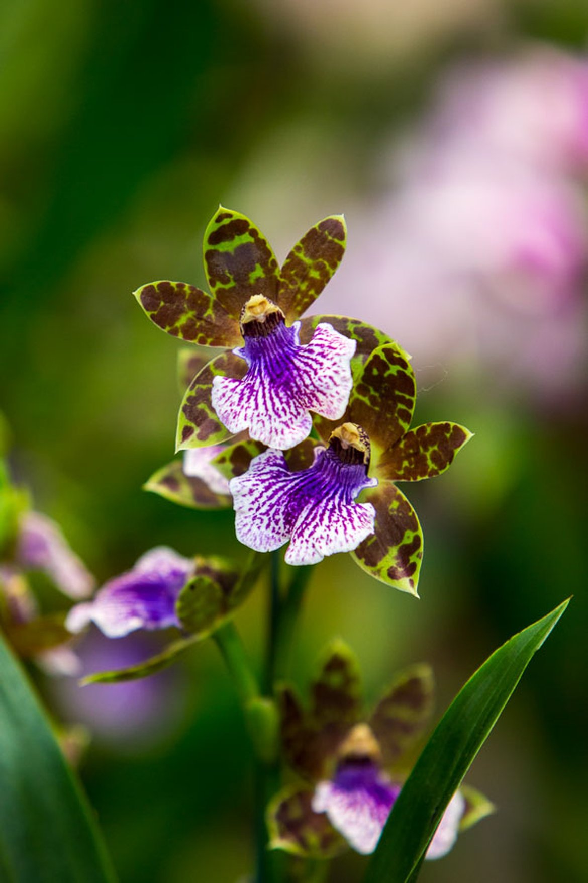 Orchidée - Zygopetalum