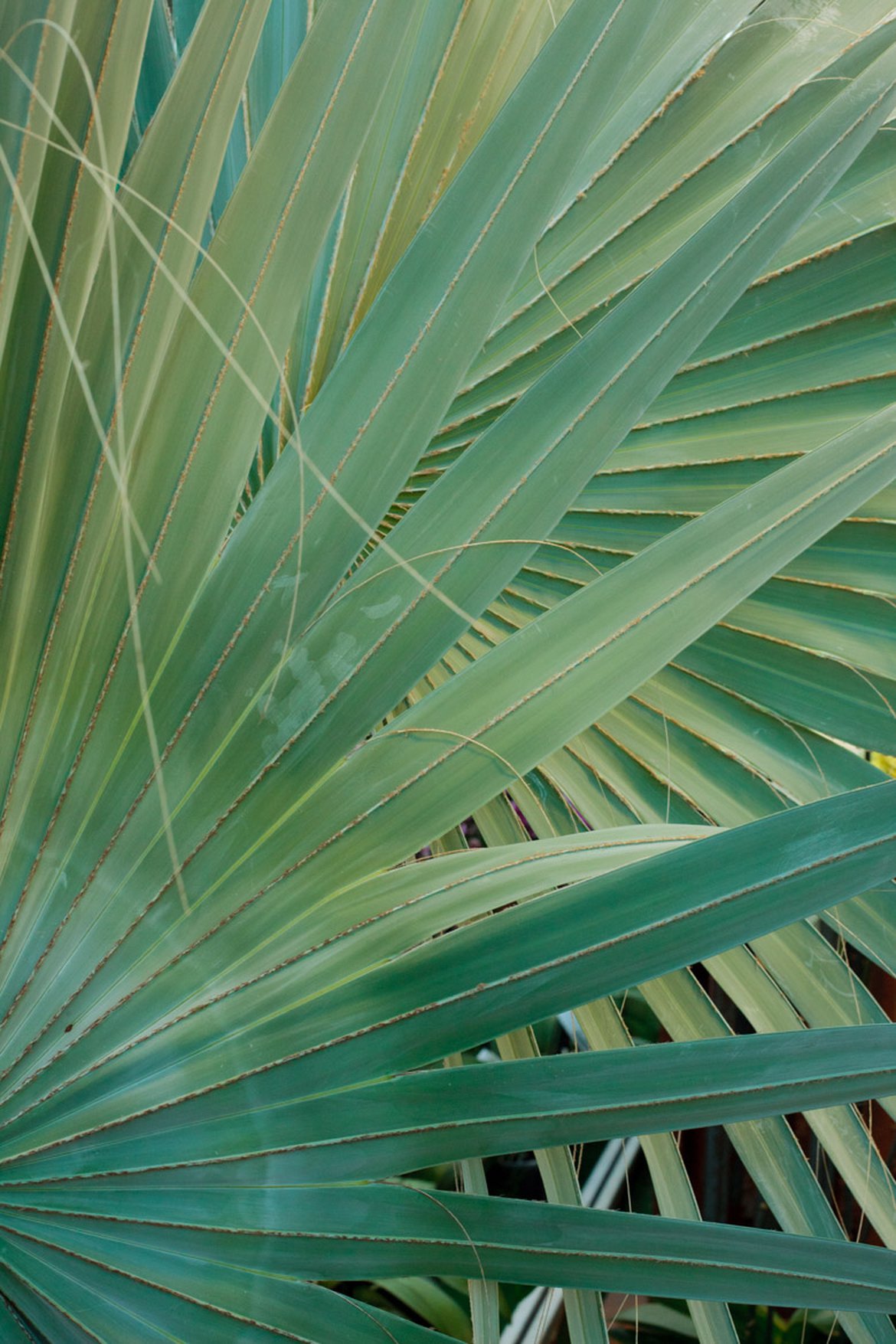 Palme de palmier - Plantes exotique et végétaux chaud - Inspirations végétales du magazine Schilliger 2022