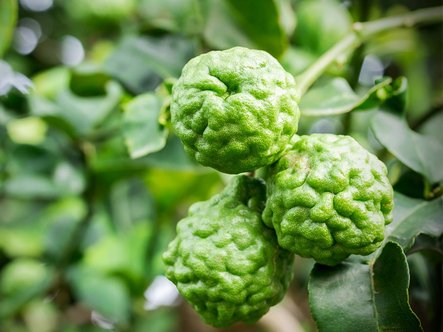 Combava (Kaffir lime)