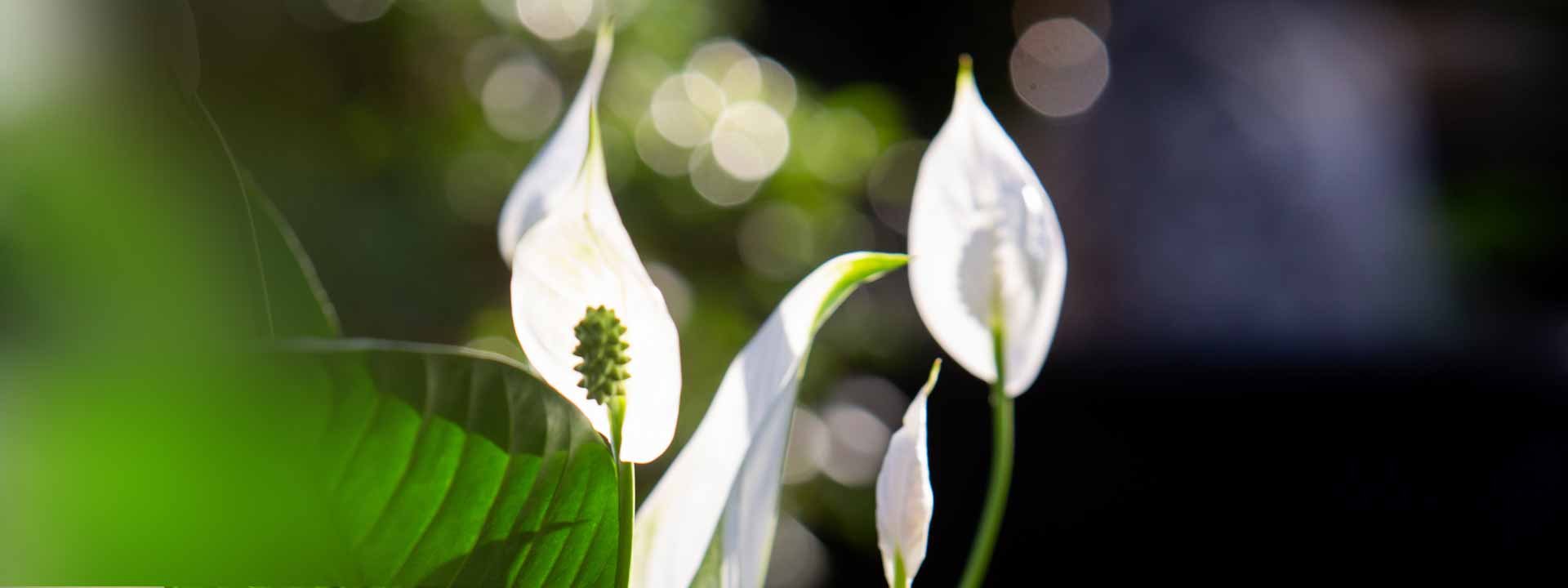 Sélection de nos experts : 5 belles plantes à fleurs blanches pour votre intérieur