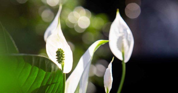 Plantes, plantes fleurs blanches pour votre intérieur | Schilliger