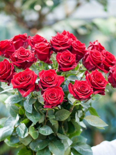Bouquet de roses


 
