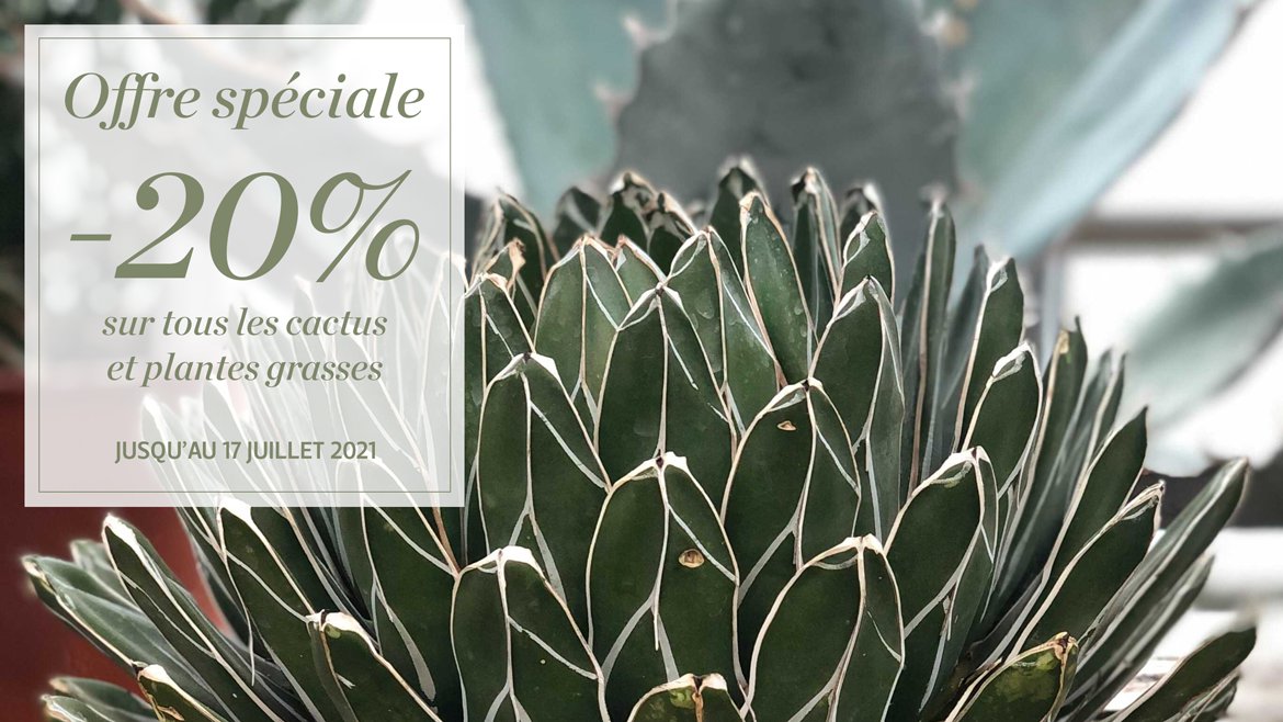-20% sur tous les cactus et plantes grasses
