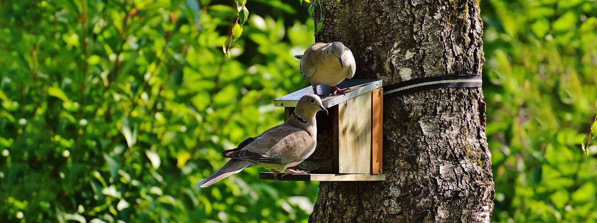 Faites venir les oiseaux chez vous