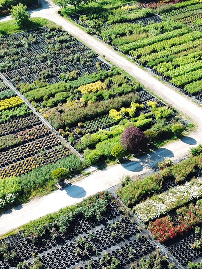 Tout savoir sur la production horticole et de pépinière chez Schilliger