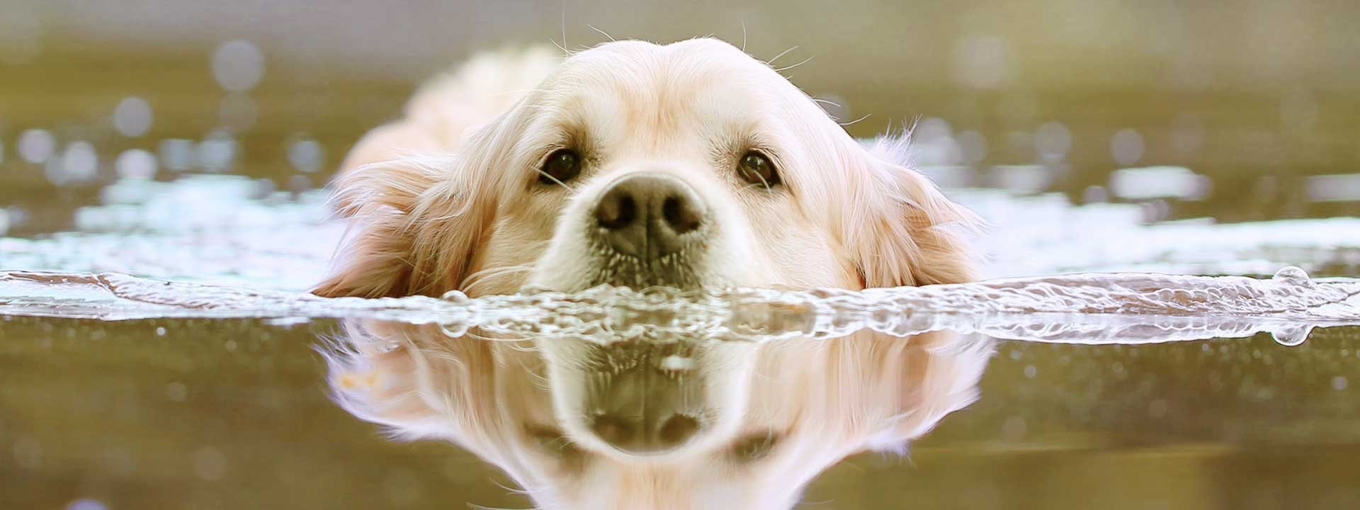 En été, comment rafraichir nos animaux de compagnie ?