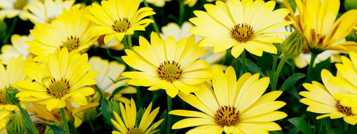 Nos conseils pour bien choisir vos plantes à floraison estivale