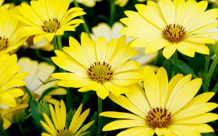 Nos conseils pour bien choisir vos plantes à floraison estivale