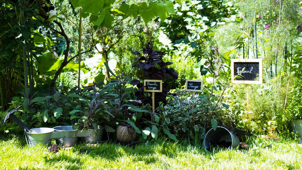 Magazine - Inspirations végétales - Jardin plantes aromatiques