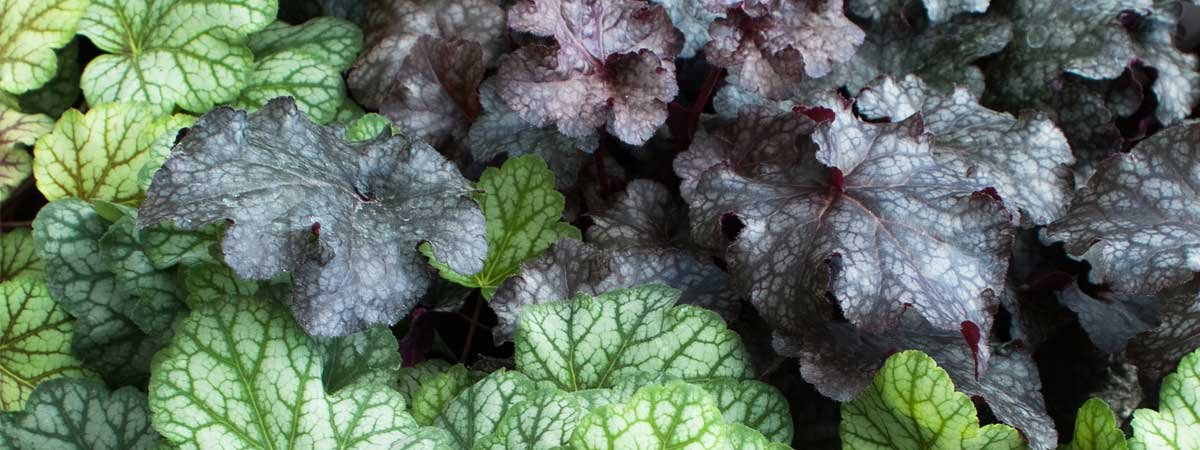 Les heuchères (heuchera) : donnez du volume et de la couleur à vos massifs