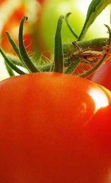 Ce que tout le monde devrait savoir pour récolter des tomates savoureuses

 