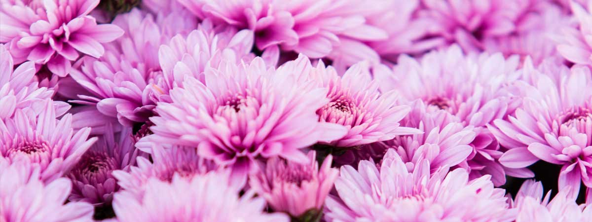 Le chrysanthème : la reine des fleurs d’automne