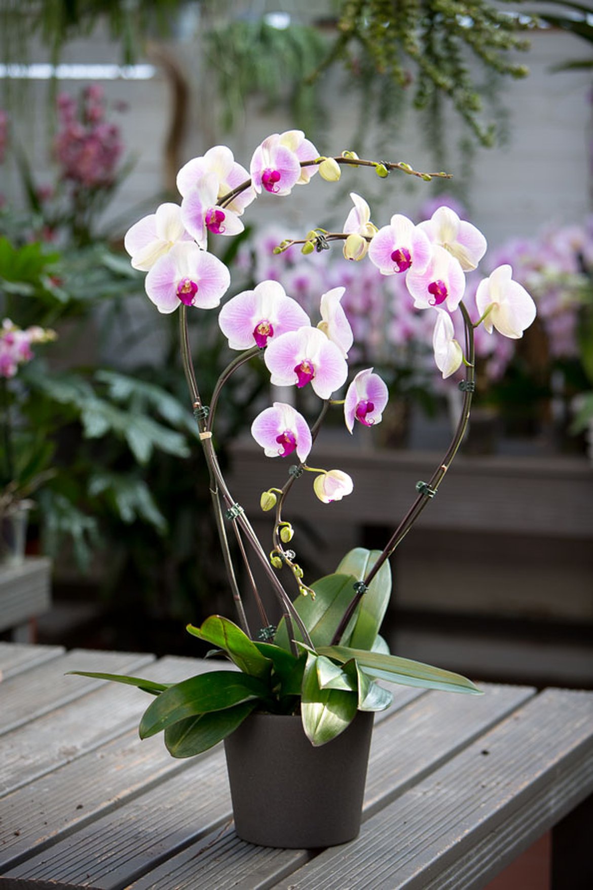 Orchidées, conseils, soins et entretiens des orchidées
