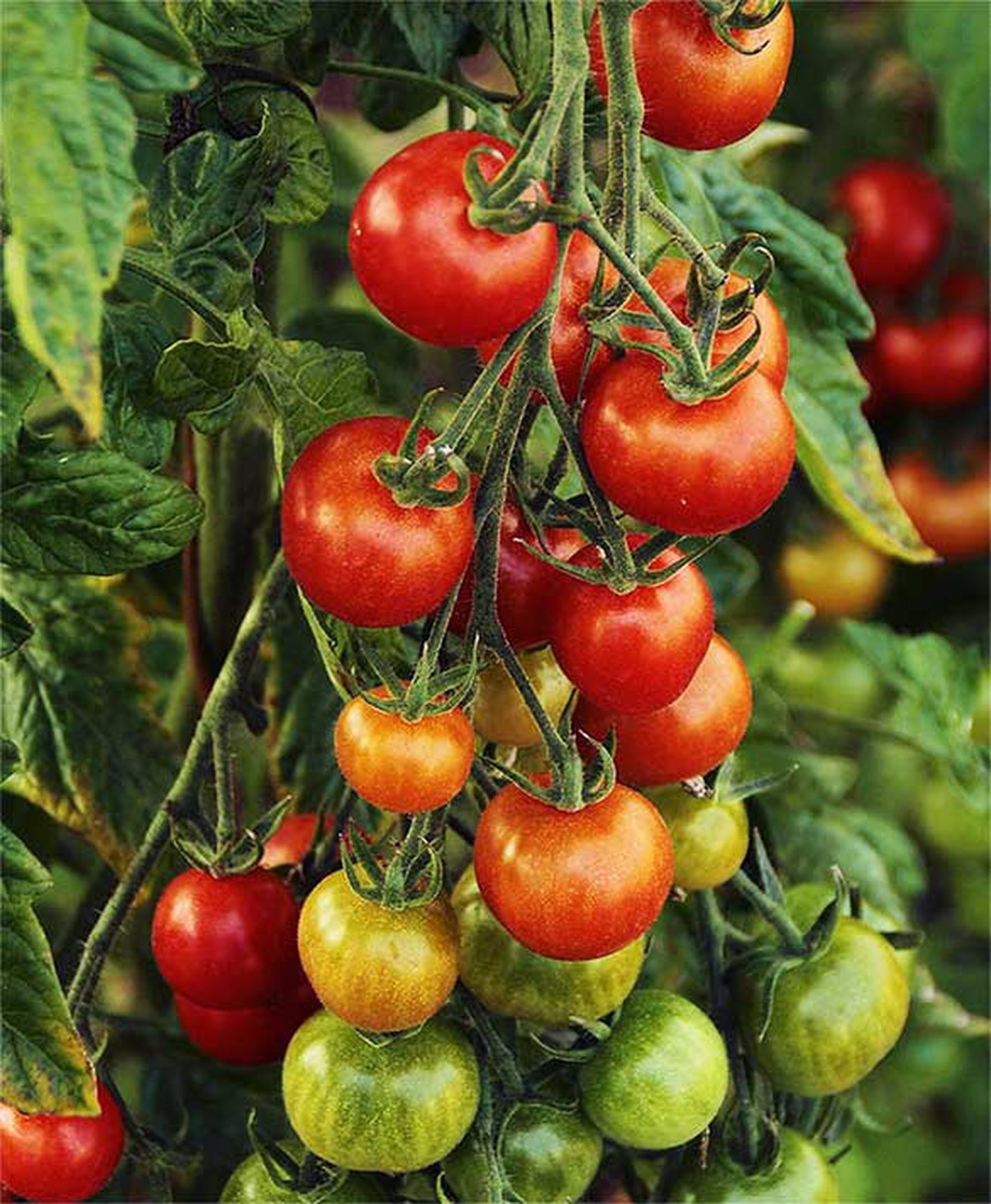 Culture de tomates au balcon