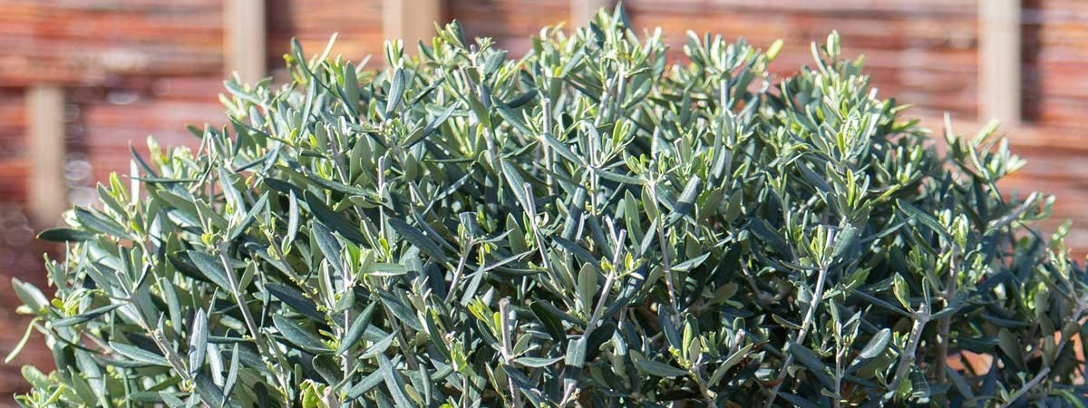 L’olivier : plantation, entretien et arrosage