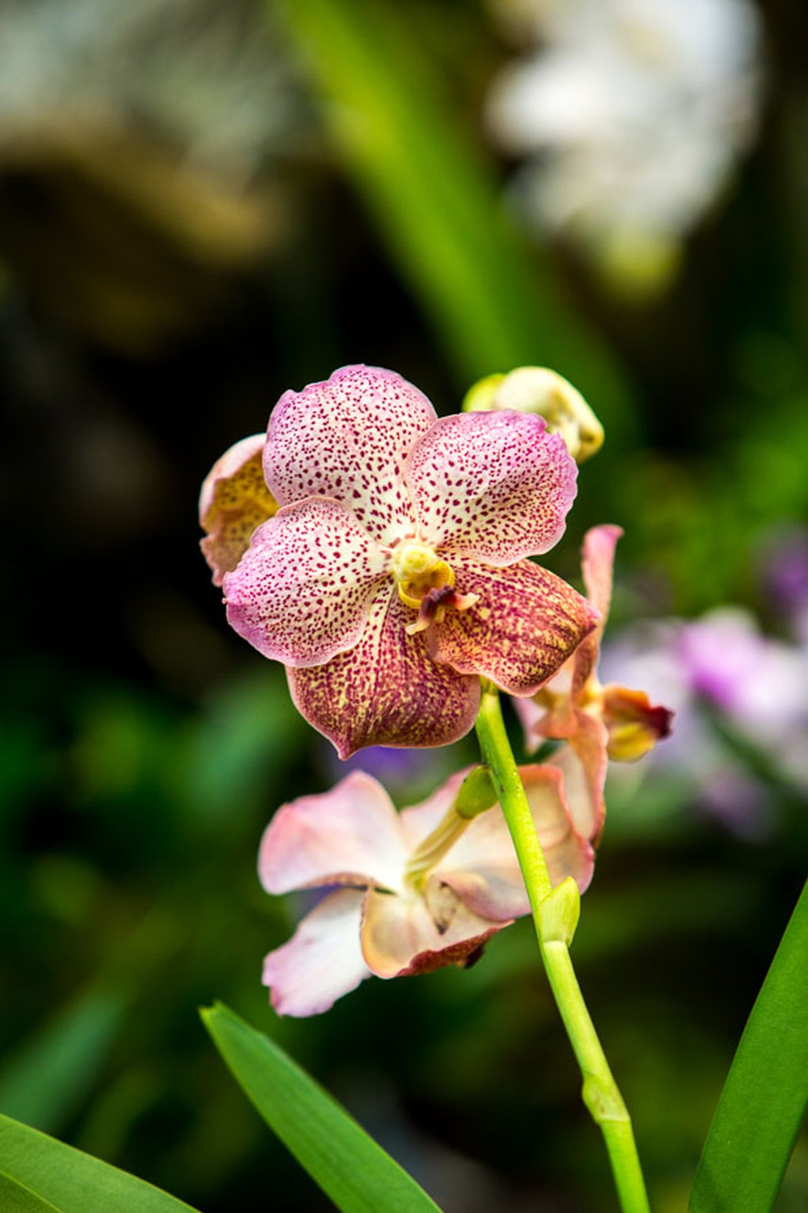 Orchidée - Vanda