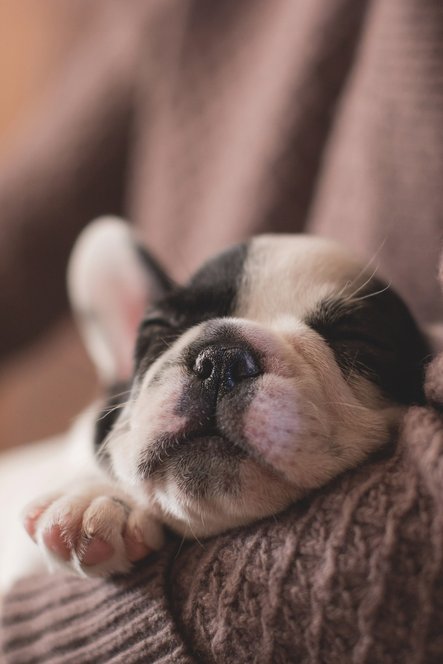 Prendre soin de son chien en hiver