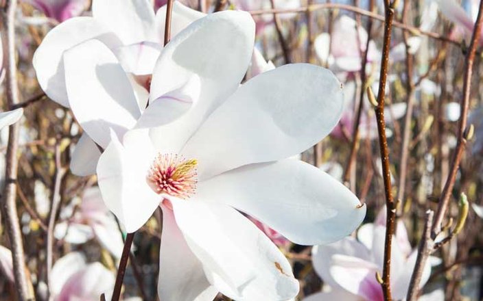 Quelle variété de magnolia choisir ?