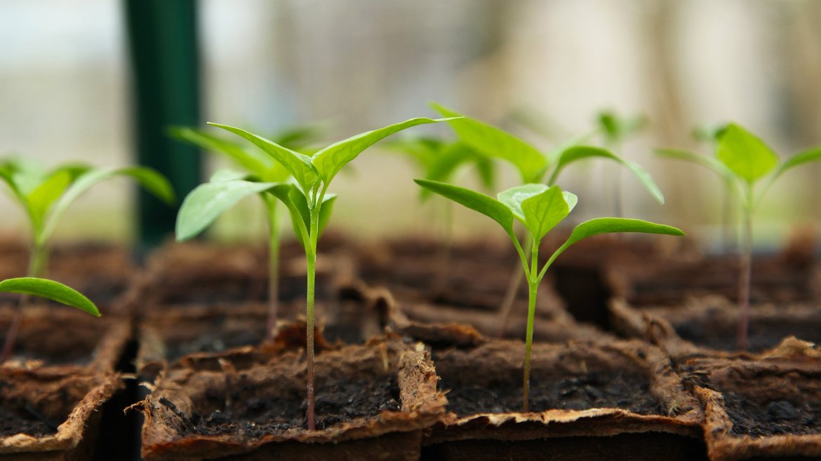 Tout pour vos semis: les outils et articles dont vous avez besoin pour préparer et planter vos semis - Schilliger