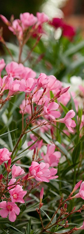 Pour aller plus loin...