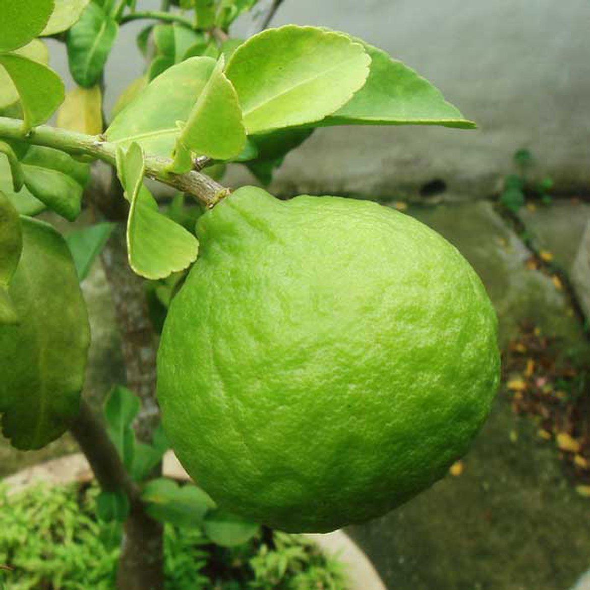 Kombawa, Kaffir lime (Citrus hystrix)