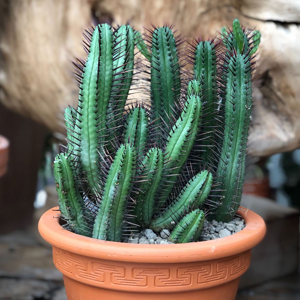 Blog - Prendre soin de son cactus