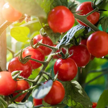 6 - Prenez soin de vos tomates