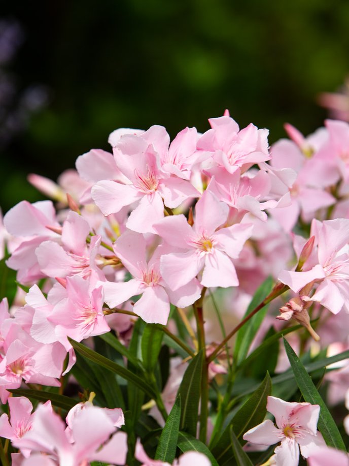 Entretenir votre laurier-rose